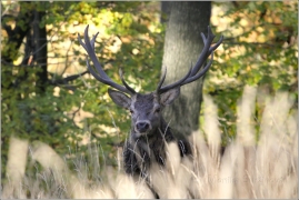 <p>JELEN LESNÍ (Cervus elaphus)</p>